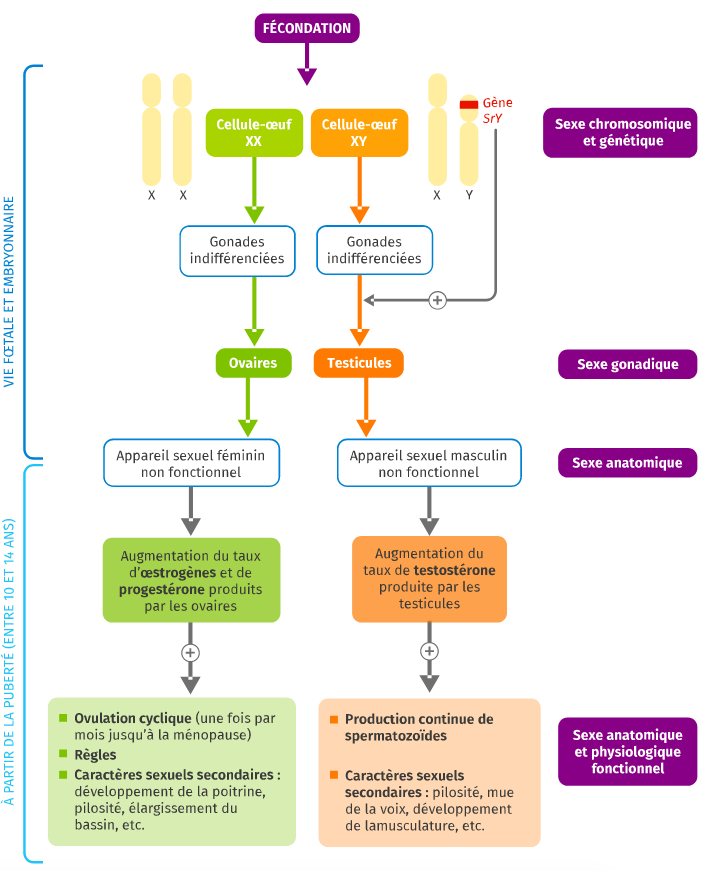 Svt 2°ii La Mise En Place Du Phénotype Sexuel 
