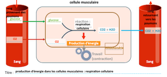 Le M Tabolisme Des Cellules Mayans Svt